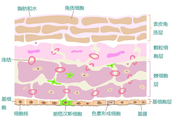 皮肤病怎么得的示意图片