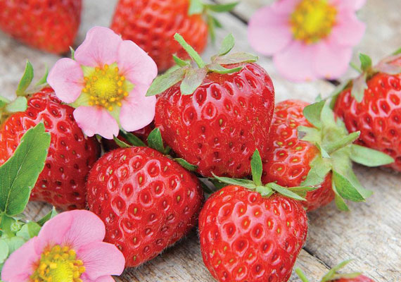 银屑病饮食最佳水果草莓