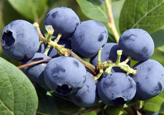 银屑病饮食最佳水果蓝莓